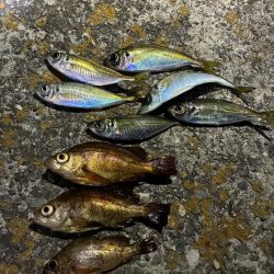 アジメバル③