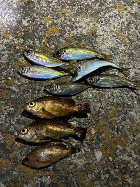 アジメバル③