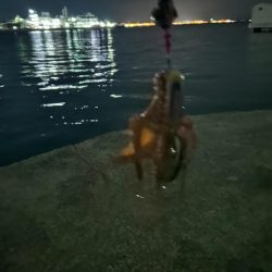 タコ1杯