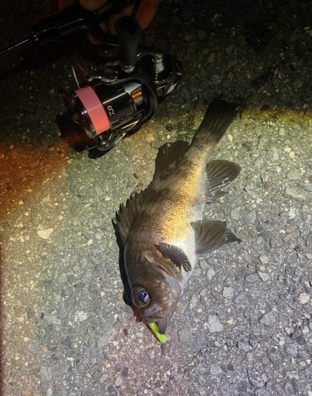 アジングだけどメバリング🐟