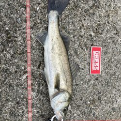 今年初釣果