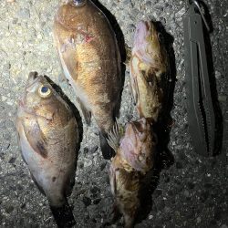 メバリング