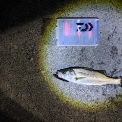 フッコ38cm