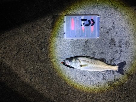 フッコ38cm