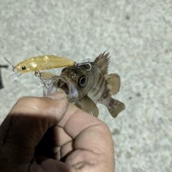 久々のメバル