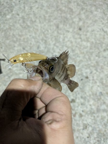 久々のメバル