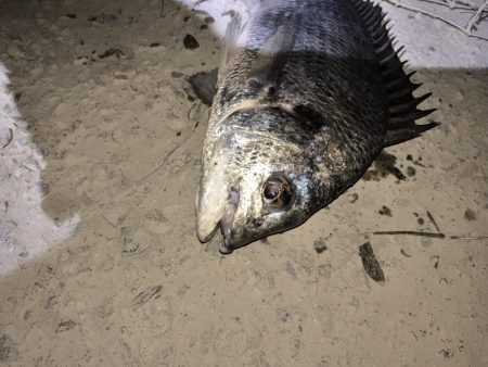 久々に