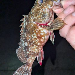 カサゴ