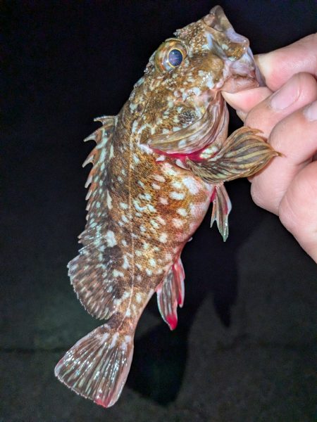 カサゴ