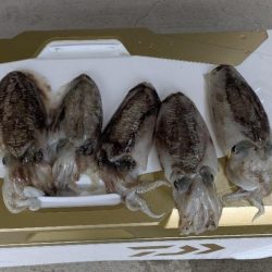 ほぼ連続釣行