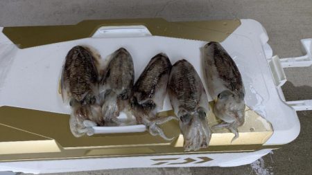 ほぼ連続釣行
