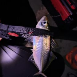 リベンジ釣行