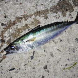 時合な釣り