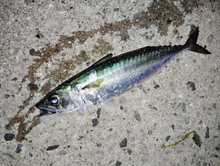 時合な釣り
