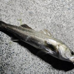 偶然のお土産