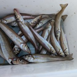 キス釣り