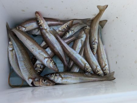キス釣り