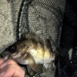 メバリン