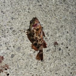 コウイカ釣り