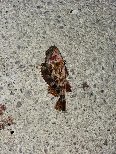 コウイカ釣り