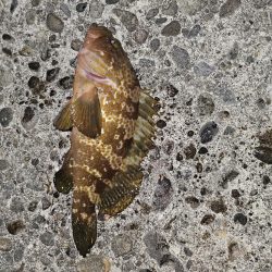 メバリング