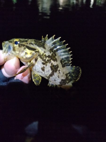 根魚