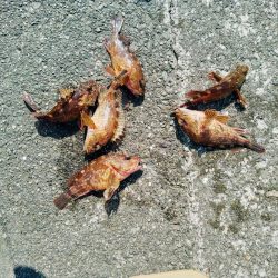 大型キス