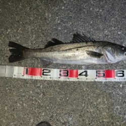 浜名湖ヒラメ