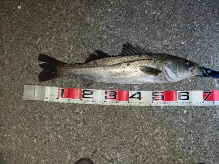 浜名湖ヒラメ