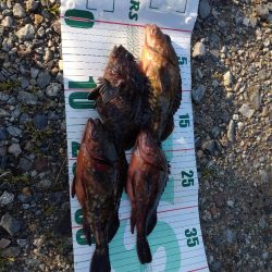 根魚（お）