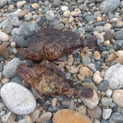 カサゴ2匹