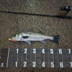 複数安打🐟