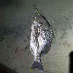 小潮でも行ける。でもボラだらけ