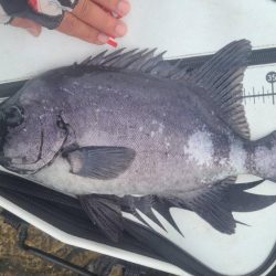 和歌山市江（吉丸渡船）でグレ釣り