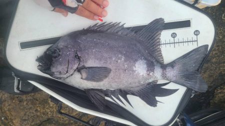 和歌山市江（吉丸渡船）でグレ釣り