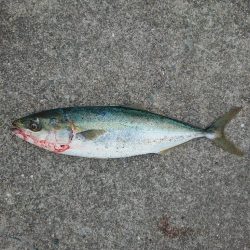 ショアジギ