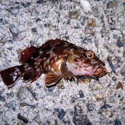 ロックフィッシュ釣行
