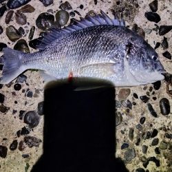 魚おったぁ