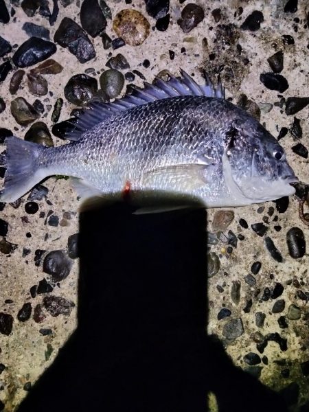 魚おったぁ