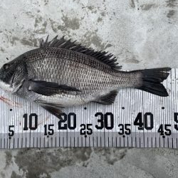 イチノ兄弟、釣果！