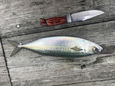 たかたかの釣り日記