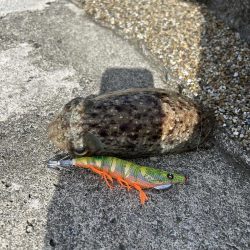コウイカ