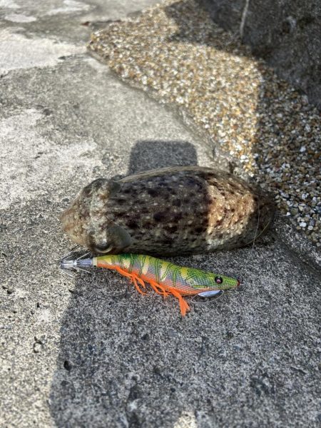 コウイカ