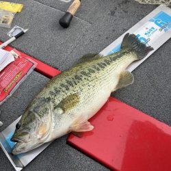 北山田プリ50cm、37cm