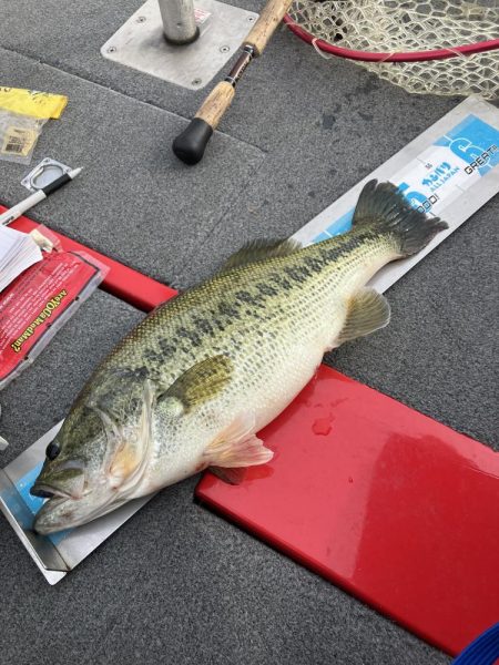 北山田プリ50cm、37cm