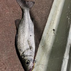 釣り始め