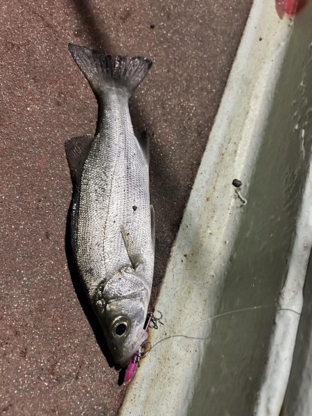 釣り始め