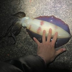 今年初春イカ