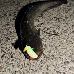 ナマズ