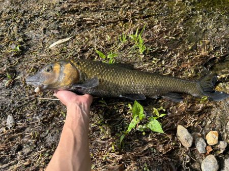 ナマズ釣り